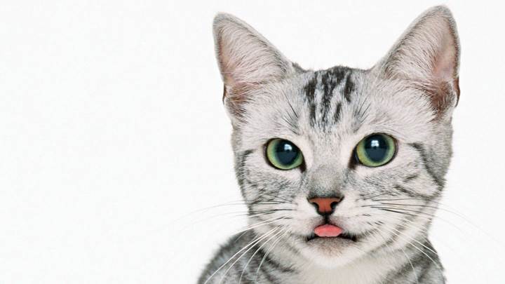 Cat With Brown Nose And Little Tounge
